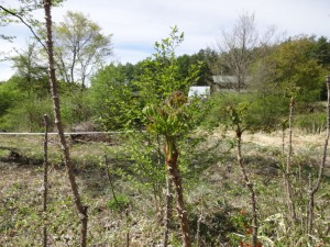 DSC00453