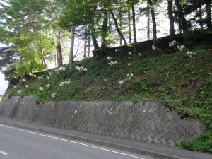 DSC00617