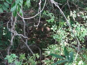 DSC00660