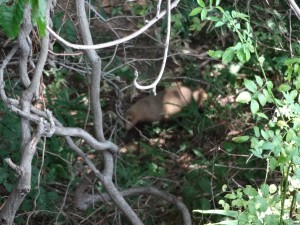 DSC00661