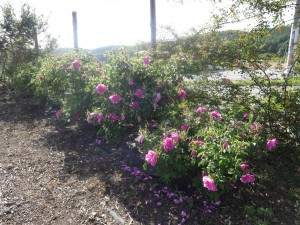 new_DSC02822
