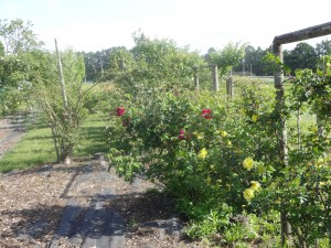 new_DSC02825